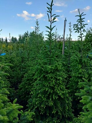 Ель сербская (Picea omorika)