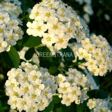 Спирея сливолистная (Spiraea prunifolia)