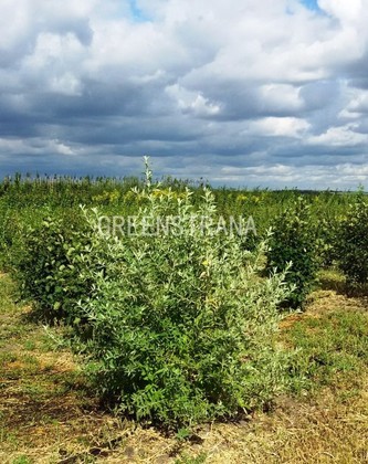 Лох серебристый (Elaeagnus commutata)