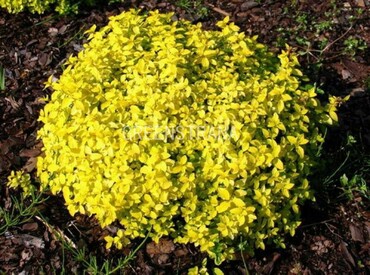 Спирея японская Вайт Голд (Spiraea japonica 'White Gold')