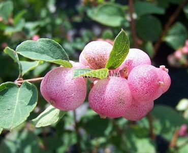 Снежноягодник Доренбози Мазер оф Перл (Symphoricarpos x doorenbosii 'Mother of Pearl')