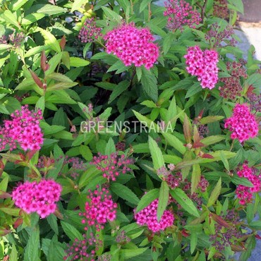 Спирея японская Энтони Ватерер (Spiraea japonica 'Anthony Waterer')