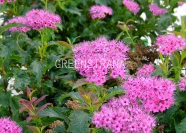 Спирея японская Криспа (Spiraea japonica 'Crispa')