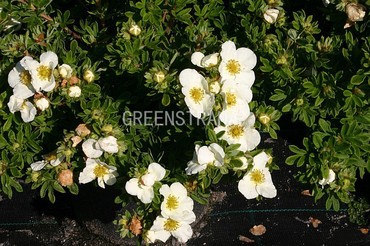 Лапчатка кустарниковая Тилфорд Крим (Potentilla fruticosa 'Tilford Cream')