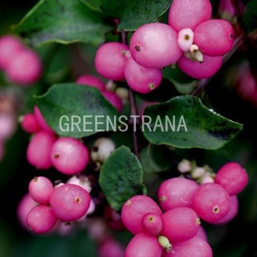 Снежноягодник Доренбози Мэджик Бэрри (Symphoricarpos x doorenbosii 'Magic Berry')