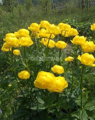 Купальница европейская (Trollius europaeus)