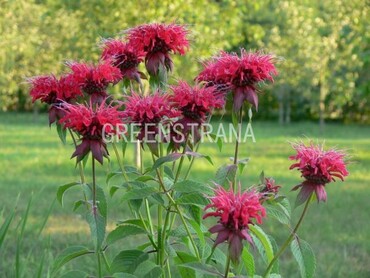 Монарда гибридная Кембридж Скарлет (Monarda x hybrida 'Cambridge Scarlet')