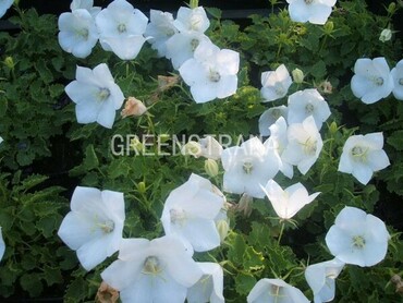 Колокольчик карпатский Вайссе Клипс (Campanula carpatica 'Weisse Clips')