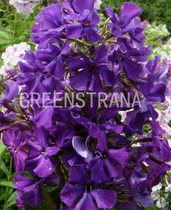 Монарда гибридная Бэби Спайс (Monarda x hybrida 'Baby Spice')