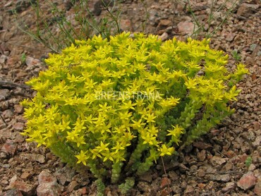 Очиток едкий (Sedum acre)