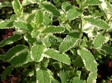 Мята душистая (Mentha suaveolens)