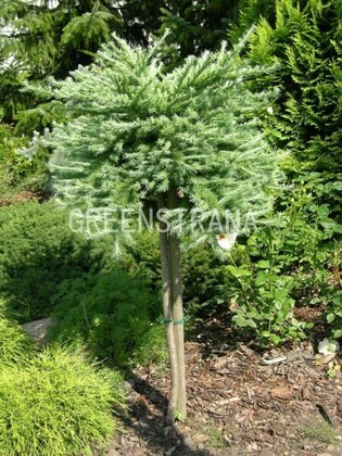 Лиственница японская Блю Дварф (Larix kaempferi 'Blue Dwarf')
