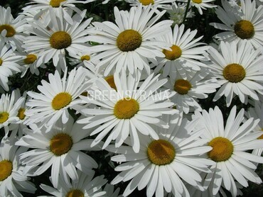 Нивяник наибольший Олд Корт (Leucanthemum maximum 'Old Court')