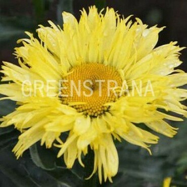 Нивяник Голдфинч (Leucanthemum x superbum 'Goldfinch')