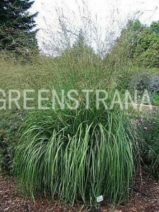 Молиния тростниковая Карл Форстер (Molinia arundinacea 'Karl Foerster')
