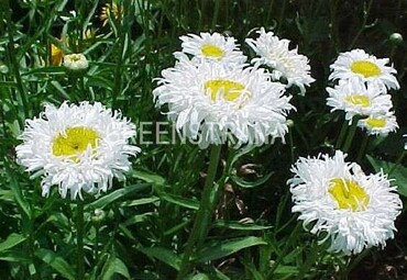 Нивяник наибольший Брайтсайд (Leucanthemum maximum 'Brightside')