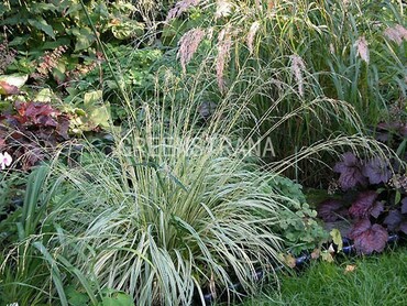 Молиния голубая Вариегата (Molinia caerulea 'Variegata')