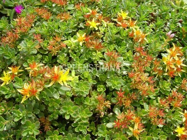 Очиток цветоносный (Sedum floriferum)