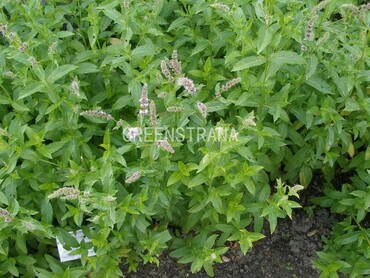 Мята перечная (Mentha x piperita)