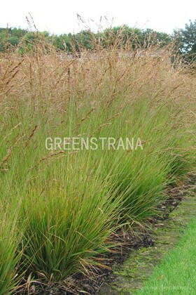 Молиния голубая Хайдебраут (Molinia caerulea 'Heidebraut')