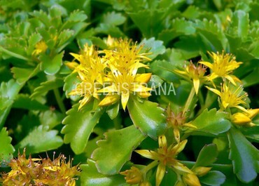 Очиток камчатский Триколор (Sedum kamtschaticum 'Tricolor')