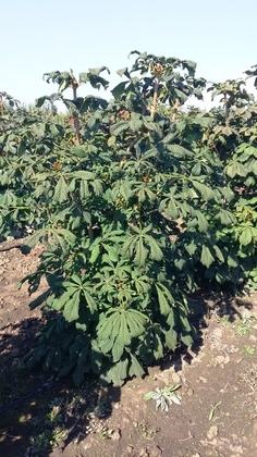 Каштан конский (Aesculus hippocastanum) (кустовой)