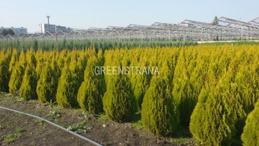 Туя западная Голден Смарагд (Thuja occidentalis 'Golden Smaragd')