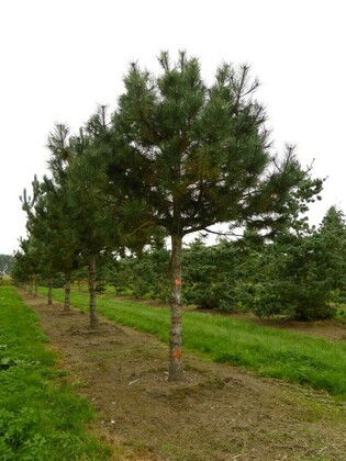 Сосна черная Фастигиата (Pinus nigra 'Fastigiata')