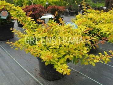 Барбарис Тунберга Голден Карпет (Berberis thunbergii 'Golden Carpet')