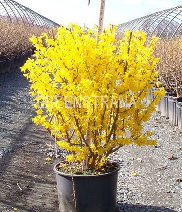 Форзиция промежуточная (Forsythia x intermedia)