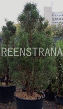 Сосна черная Пирамидалис (Pinus nigra 'Pyramidalis')