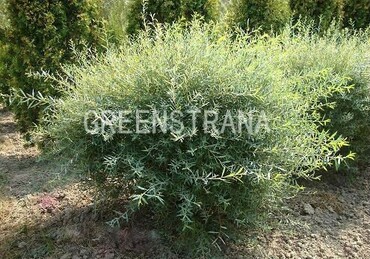 Ива каспийская (Salix caspica)