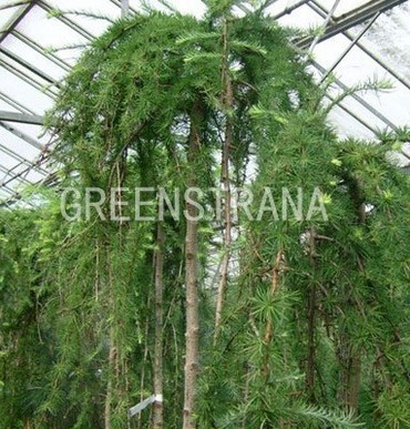 Лиственница японская Диана (Larix kaempferi 'Diana')