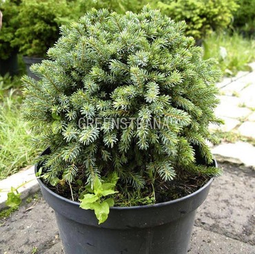 Ель обыкновенная Эхиниформис (Picea abies 'Echiniformis')