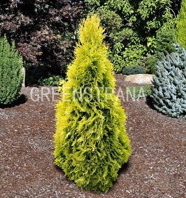 Туя западная Янтарь (Thuja occidentalis 'Jantar')