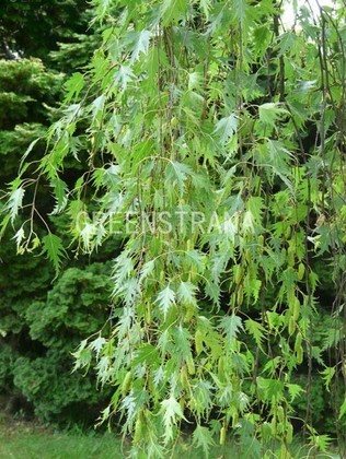 Береза повислая Лациниата (Betula pendula 'Laciniata')