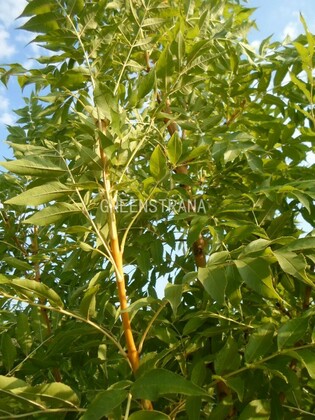 Ясень обыкновенный Голд (Fraxinus excelsior 'Gold')