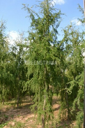 Лиственница европейская Хорстманн Рекурвед (Larix decidua 'Horstmann Recurved')