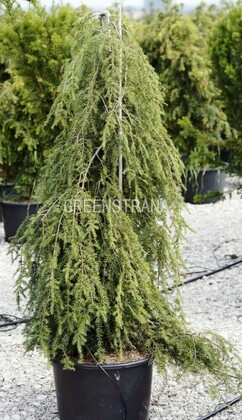 Тсуга канадская Пендула (Tsuga canadensis 'Pendula')