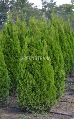 Туя западная Смарагд (Thuja occidentalis 'Smaragd')