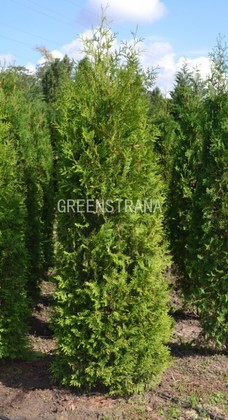 Туя западная Брабант (Thuja occidentalis 'Brabant')