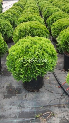 Туя западная Даника (Thuja occidentalis 'Danica')