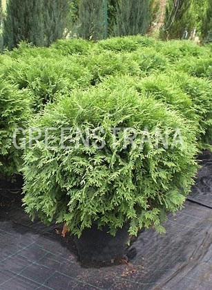 Туя западная Вудварди (Thuja occidentalis 'Woodwardii')