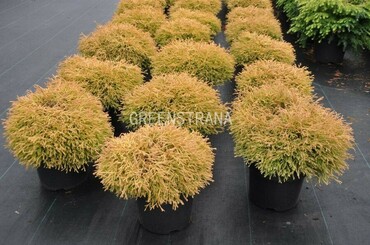 Туя западная Голден Таффет (Thuja occidentalis 'Golden Tuffet')