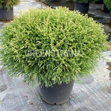 Туя западная Мистер Боулинг Болл (Thuja occidentalis 'Mr. Bowling Ball')