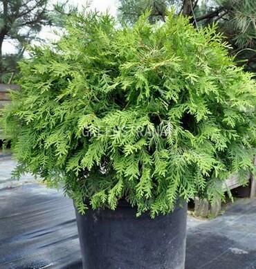 Туя западная Глобоза Ауреа (Thuja occidentalis 'Globosa Aurea')