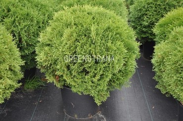 Туя западная Тайни Тим (Thuja occidentalis 'Tiny Tim')