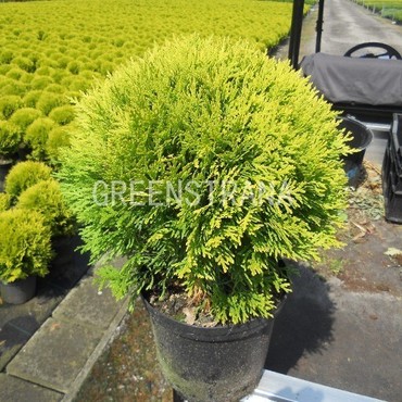 Туя западная Мириам (Thuja occidentalis 'Mirjam')