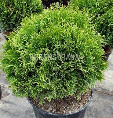 Туя западная Хозери (Thuja occidentalis 'Hoseri')