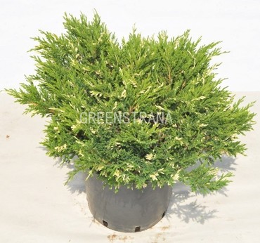 Можжевельник горизонтальный Андорра Компакта (Juniperus horizontalis 'Andorra Compacta')